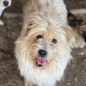 HEIKKI (♂) - Notfall - verzweifelter Zaunkletterer - reserviert TINO PM 11.05.