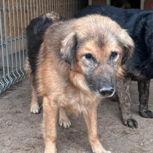 PIERCE (♂) - sehr fertig und müde