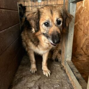 TRISCHA (♀) - Notfall - hat total abgebaut