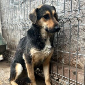 JORKA (♀) - viel zu dünn, total fertig