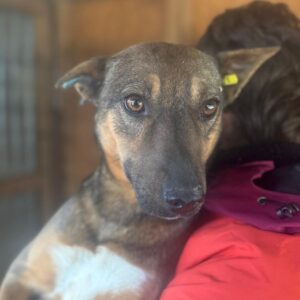 ISANYA (♀) - Stark entzündetes und blutiges Ohr (04/25)