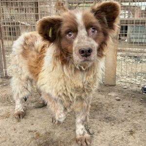 SALÜ (♂) - ausgereist zu Step by Paw (AL)