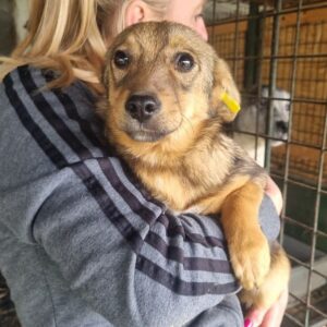 MUNAY (♀) - ausgereist zum TST Rösrath (AL)