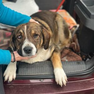 MORRIS (♂) - Notfall - Dreibein