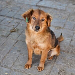 FORTYONE (♀) - ausgereist zum TST Rösrath (AL)