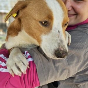 ANNI (♀) - ausgereist zum TST Rösrath (AL)