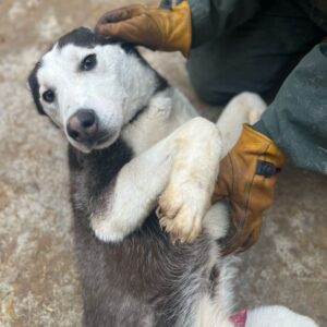 HAKON (♂) - sehr verzweifelt, zu dünn Interessenten (18/05 MH)