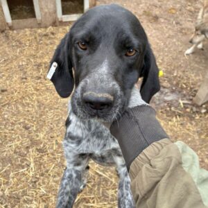 PATCH - Notfall - viel zu dünn, Wunde an der Hüfte, Zaunkletterer, sehr verzweifelt - ausgereist zur Tierhilfe Lebenswert DR 25.04.25