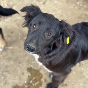 RAIJA (♀) - auf PS im PLZ Bereich 74 (NE)