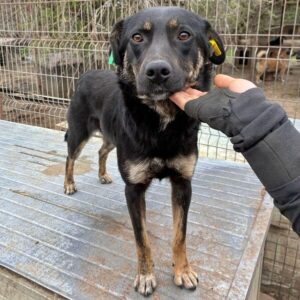 SVENJA (♀) - etwas zu dünn