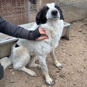 AMITA (♀) - zu dünn