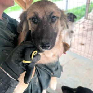 PRINCESS PEACH (♀)