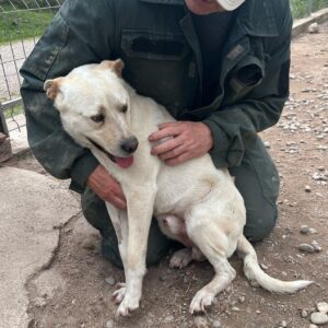 WOJOWNIK (♂) - Notfall - Hinterhand war gelähmt, lernt laufen