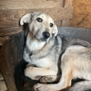 FLORIN (♂) - vermittelt JW