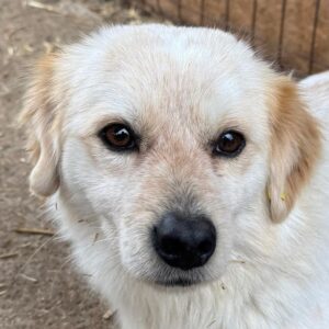 SNOOPY (♂) - ausgereist zum TST (AL)