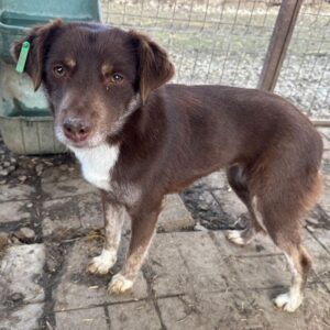 NUTOKA (♀) - ausgereist zum TST Rösrath (AL)