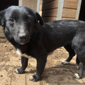 MINNIE (♀) - ausgereist zum TST Rösrath (AL)