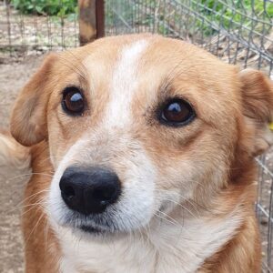 NETTEL (♀) - ausgereist zum TST Rösrath (AL)