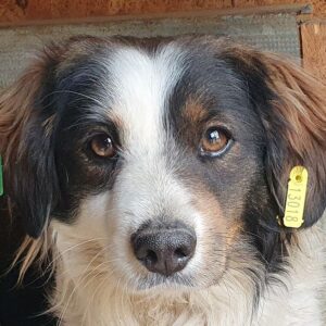 HEAVEN (♂) - ausgereist zum TST Rösrath (AL)