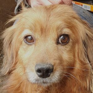 YETTI (♀) - ausgereist zum TST Rösrath (AL)