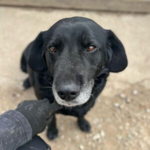 NICKI (♀) - ausgereist zum TH Filderstadt (AL)