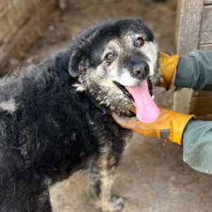 KIELI (♀) - Notfall - Beissopfer (05/25) - reserviert (JW 20/05)