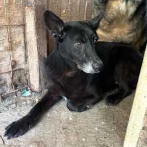 KITSUNE (♀) - ausgereist zum TH Filderstadt (AL)