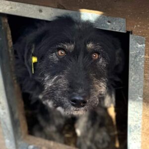 ZWOLLE (♀) - ausgereist zum TH Lingen (PM)