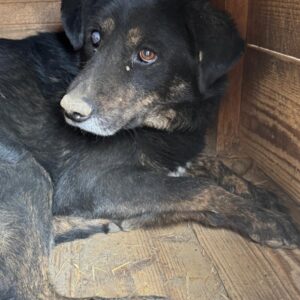 CÄSARIO (♂) - mehrere Bisswunden, rechtes Auge blind