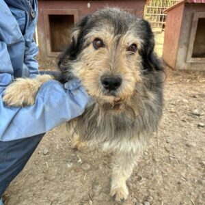 ARCHIMEDES (♂) - ausgereist zum TH Gifhorn (NZ)