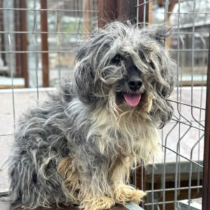 CUDDLES (♂) - auf PS im PLZ Bereich 18 (NE)