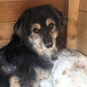 JEPPE (♂) - Verheilende Wunde