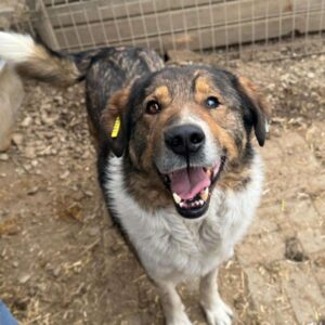 SHIDO (♂) - Notfall: Zaunkletterer, bringt sich selbst in Gefahr; linkes Auge trüb/blind