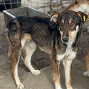 CHOICE (♂) - NOTFALL - Mobbingopfer, viel zu dünn