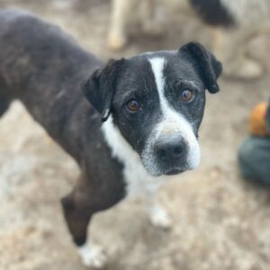 KEVIN (♂) - seit mind. 2019 im Shelter