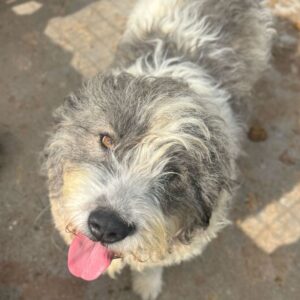 KUMBER (♂) - Notfall - Beissopfer (05/25)