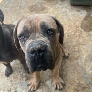 SCHOKO (♂) - ausgereist zum TH Koblenz (AL)