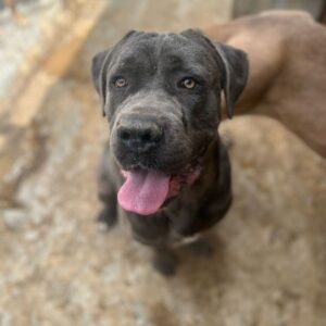 JÖRG (♂) - ausgereist zum TH Koblenz (AL)