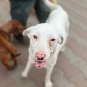 PUKKA (♀) - taub - reserviert (JW 26/05)