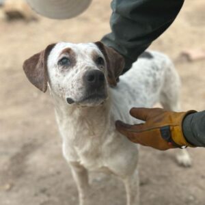 FREDI (♂) - fast blind