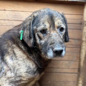 MIKY (♂) - Notfall - massive Hautprobleme - sollte zeitnah reisen! reserviert TINO Klinik (21/05)