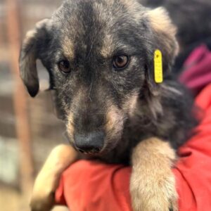 PEPE (♂) - Notfall! - völlig abgemagert - schlimme Hautprobleme - sollte zeitnah reisen! - reserviert Vierbeiner in Not (AL 17.05.)