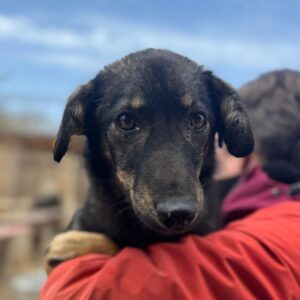 MAGALIE (♀) - Notfall! - völlig fertig und resigniert - schlimme Hautprobleme - reserviert Vierbeiner in Not (AL 19.05.)