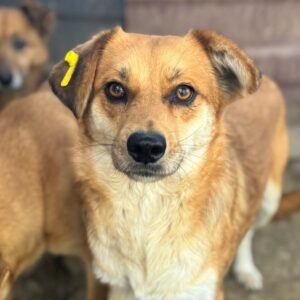 COCCO (♀) - ausgereist zur Tierhilfe Lebenswert DR 25.04.25