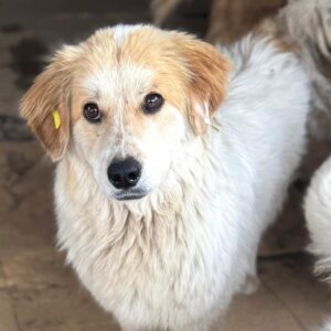 STEFAN (♂) - vermittelt MH