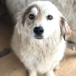 ZOE (♀) - ausgereist zur Tierhilfe Lebenswert DR 16.05.25