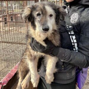 GEMINI (♀) - ausgereist zum TH Filderstadt (AL)