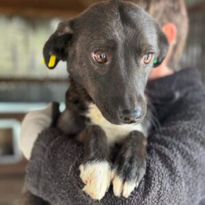 TIPPI (♀) - reserviert Tierhilfe Lebenswert DR 10.05.25