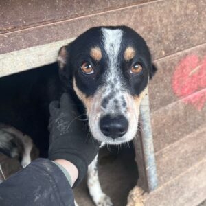 NUALA (♀) - reserviert TST (AL 08.05.)