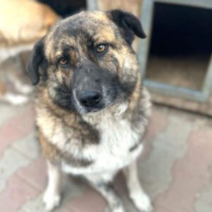 PIA (♀) - Dreibein